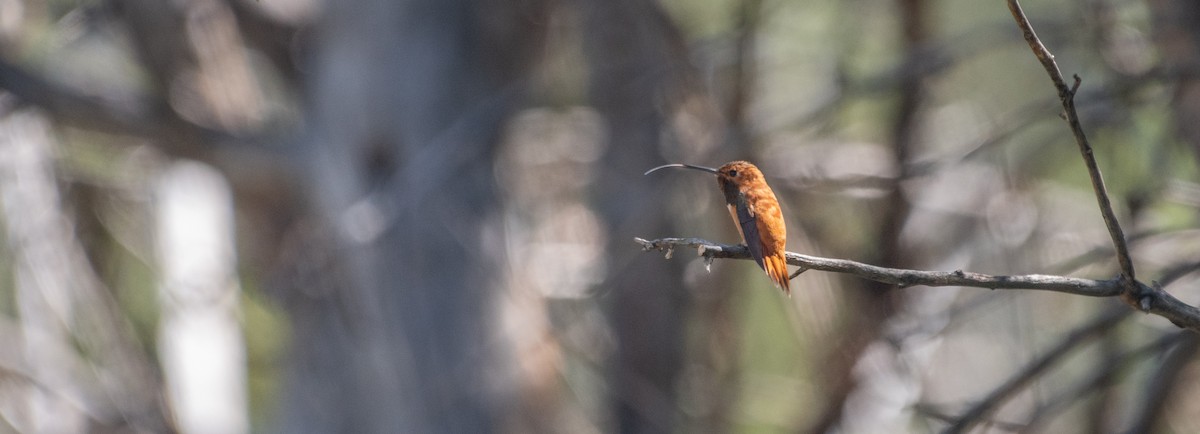 kalypta rezavolesklá - ML639179191