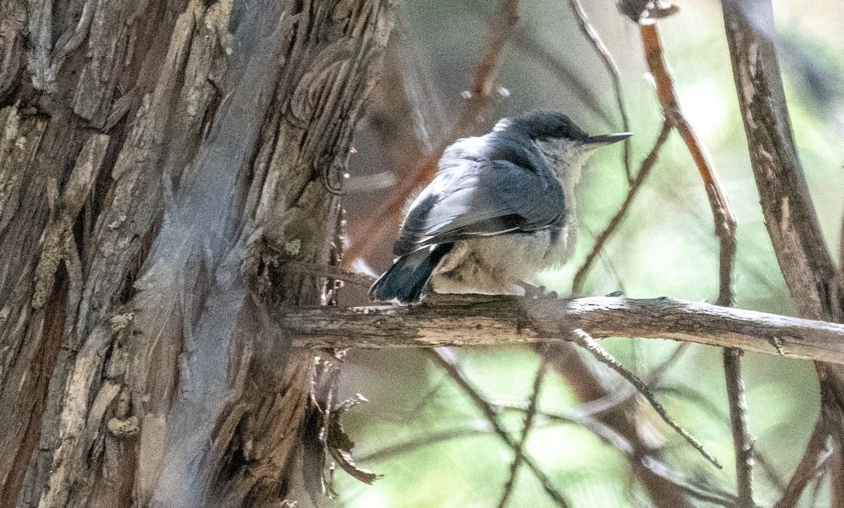 brhlík drobný - ML639179208