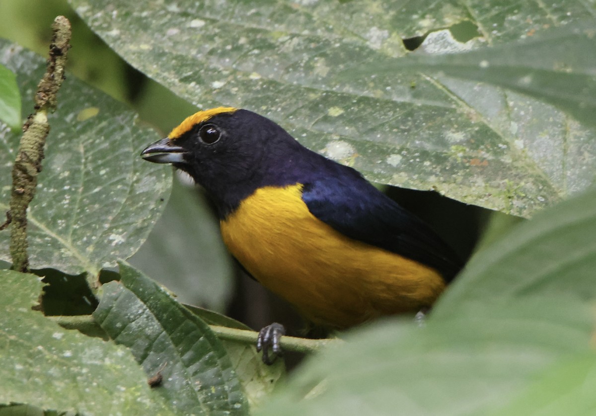Orange-crowned Euphonia - ML639179211