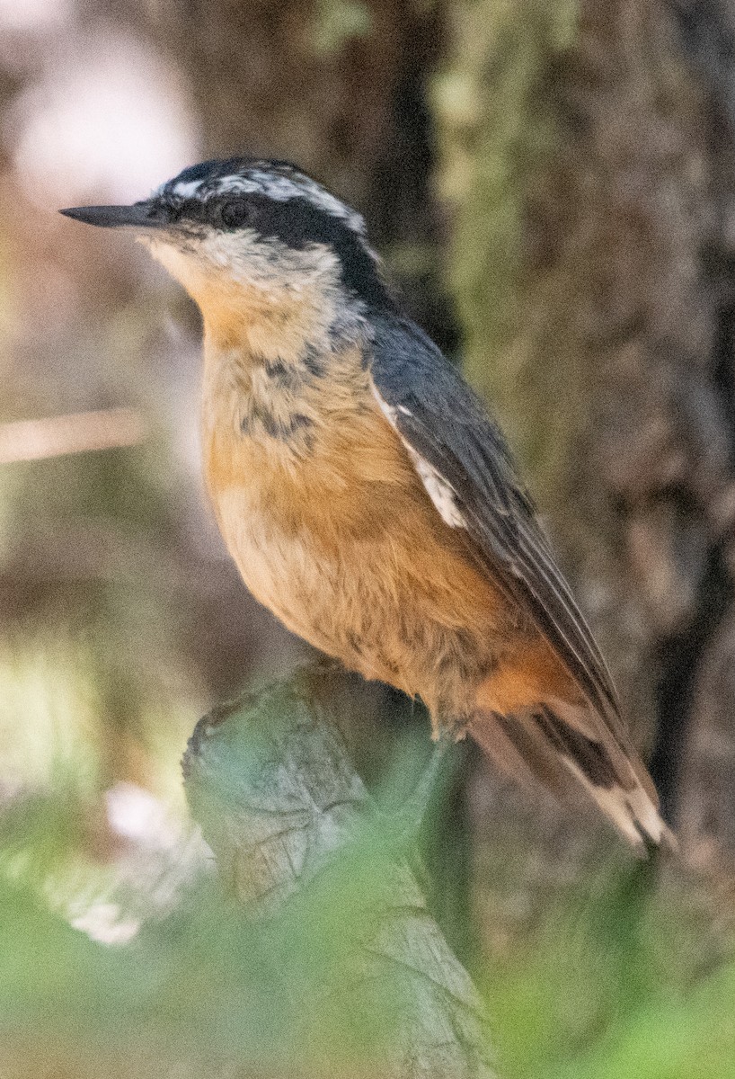 brhlík americký - ML639179230