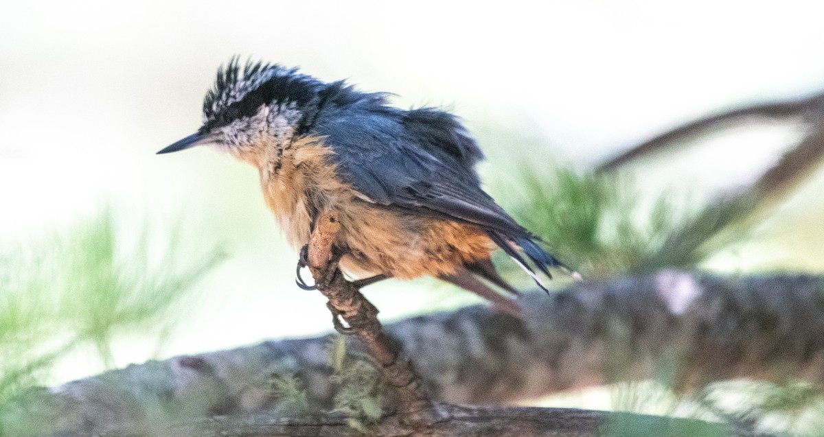 brhlík americký - ML639179233