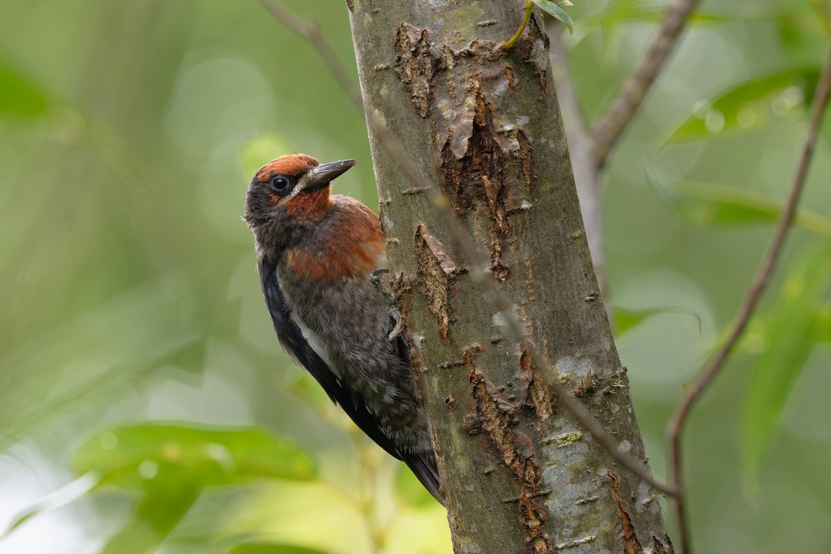 Red-breasted Sapsucker - ML639179374