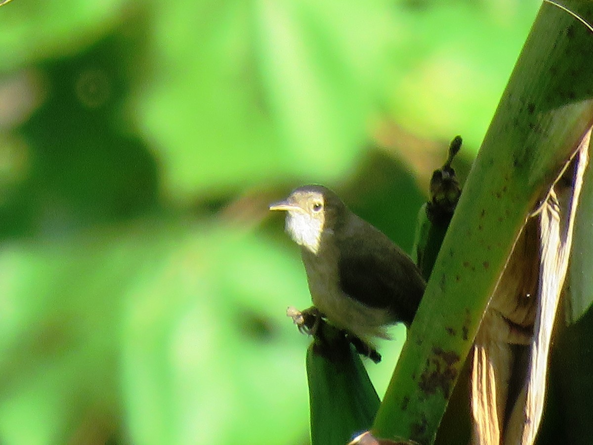 Scaly-breasted Wren - ML639179538