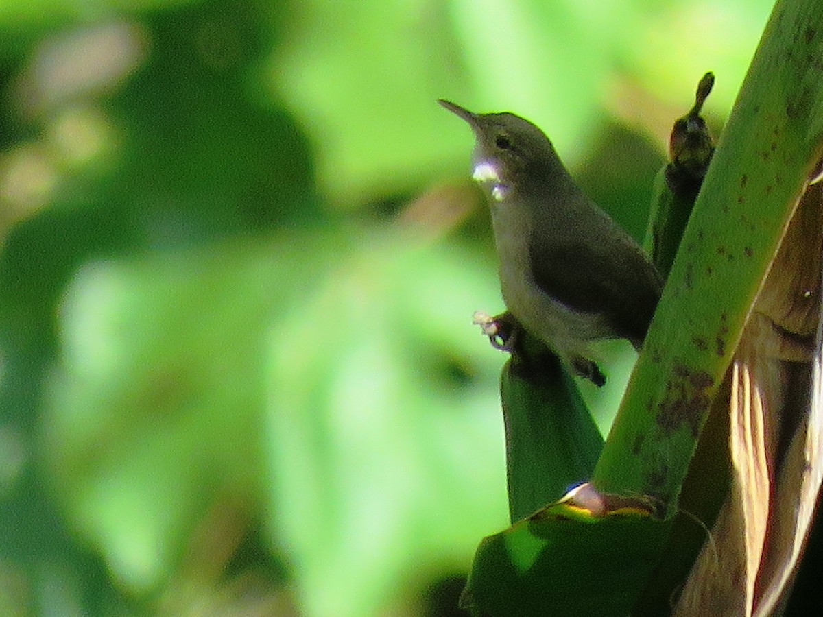 Scaly-breasted Wren - ML639179539