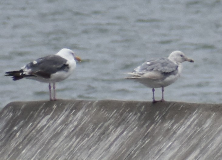 Glaucous-winged Gull - ML639179547