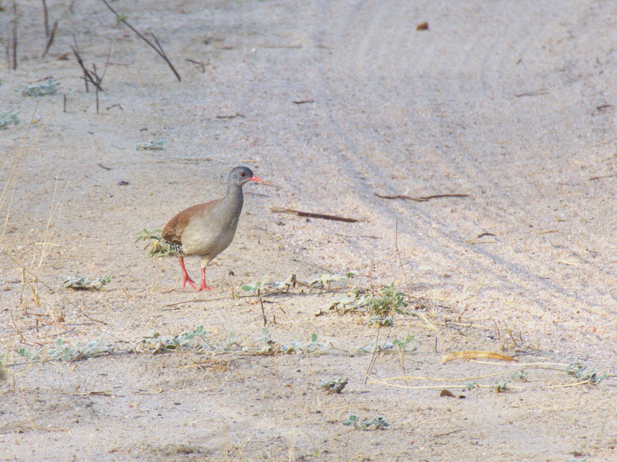 Tinamou à petit bec - ML639179556