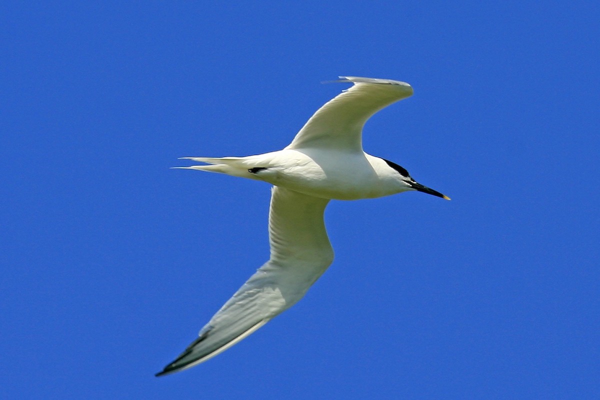 Sandwich Tern (Eurasian) - ML639179568