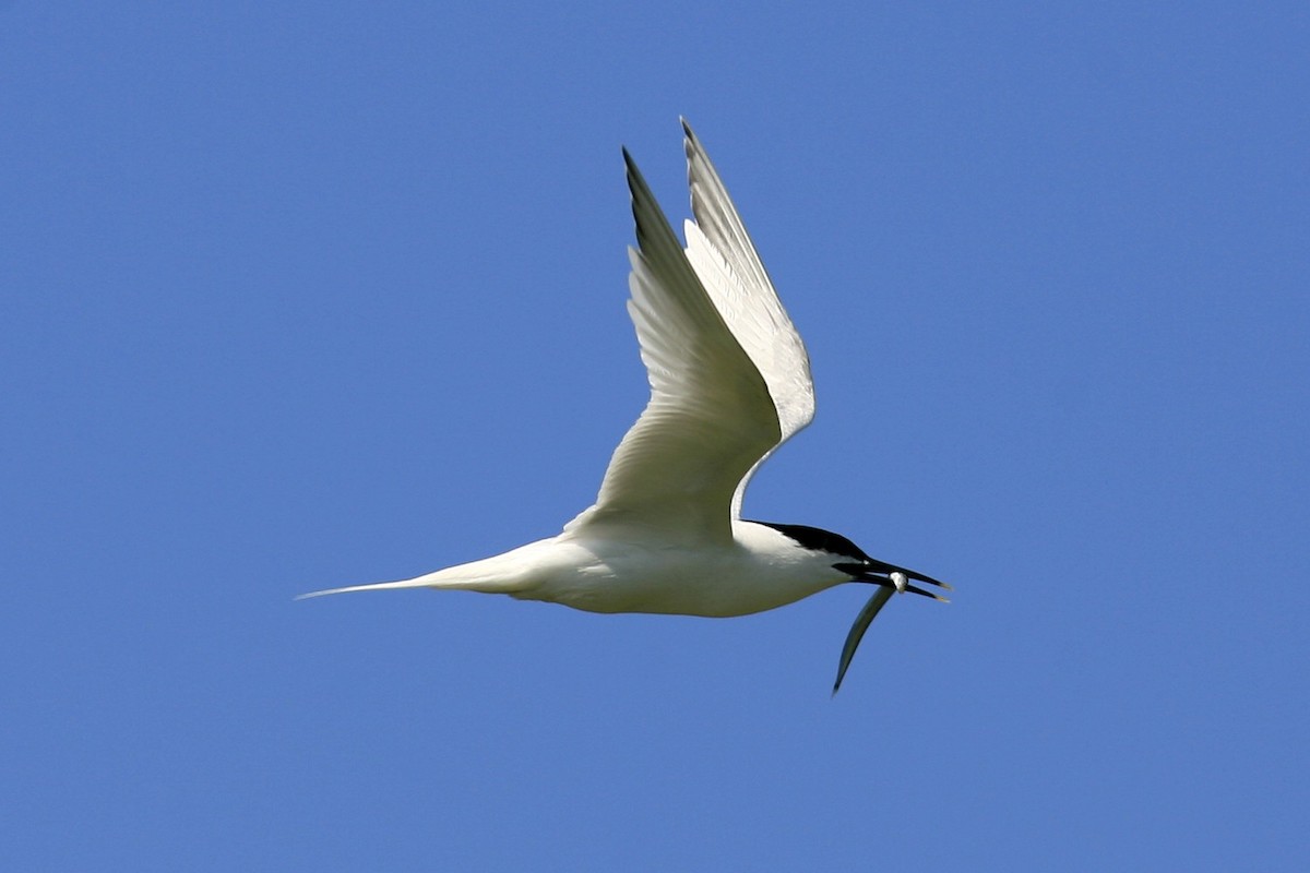 Sandwich Tern (Eurasian) - ML639179569