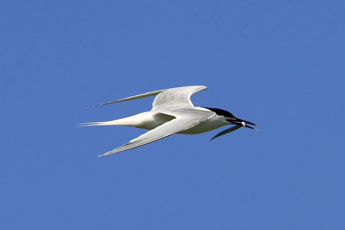 Sandwich Tern (Eurasian) - ML639179570