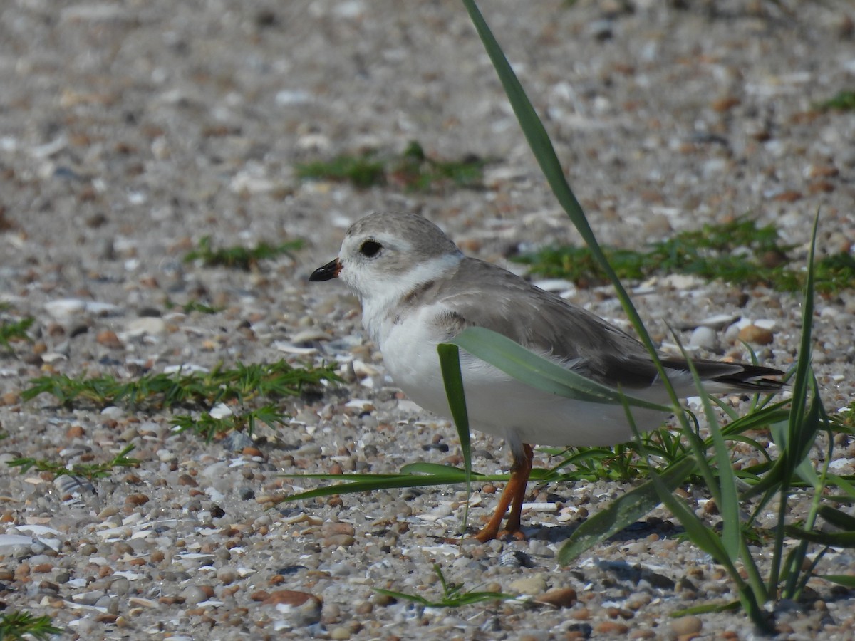 Piping Plover - ML639179573
