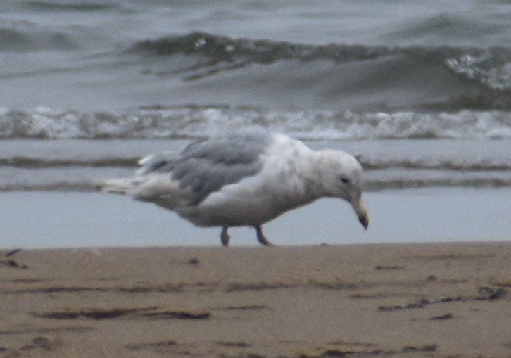 Glaucous-winged Gull - ML639179580
