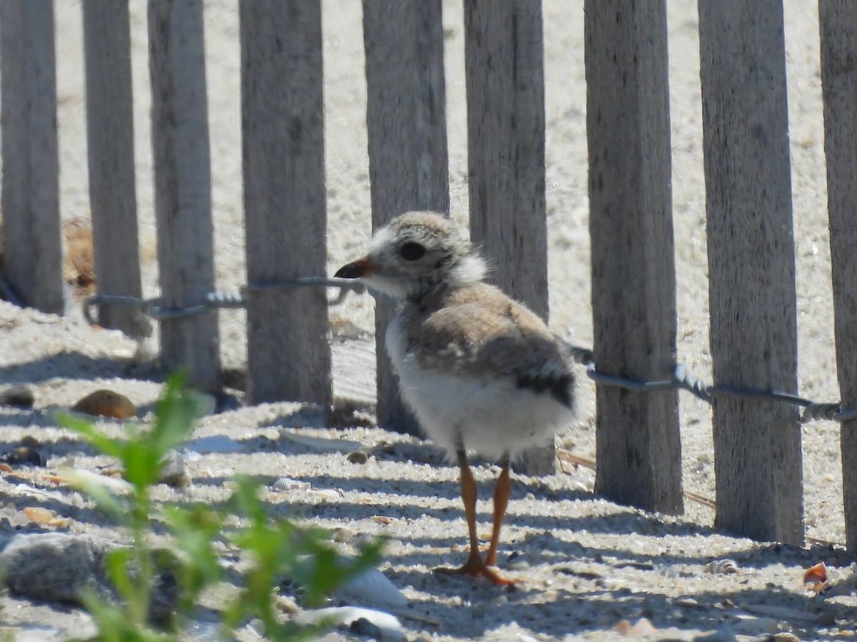 Piping Plover - ML639179599