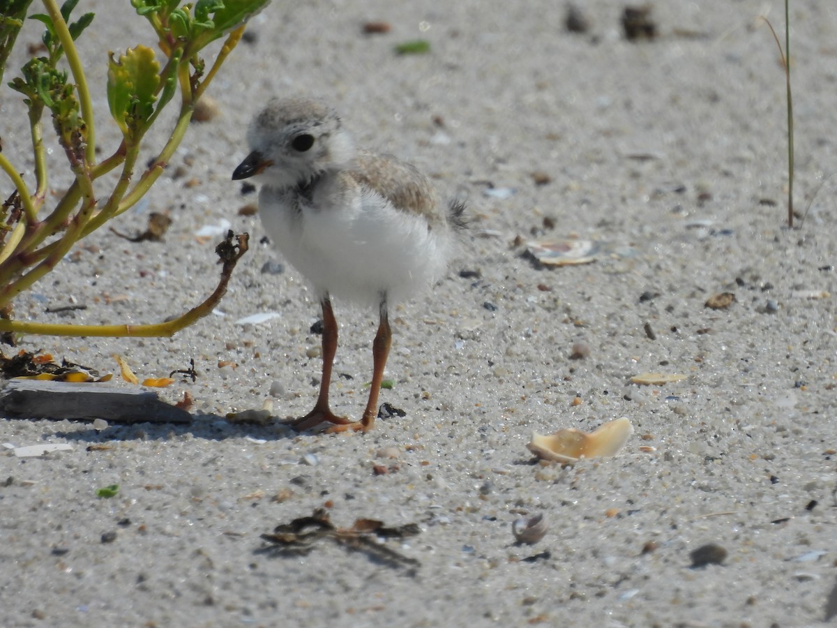 Piping Plover - ML639179602