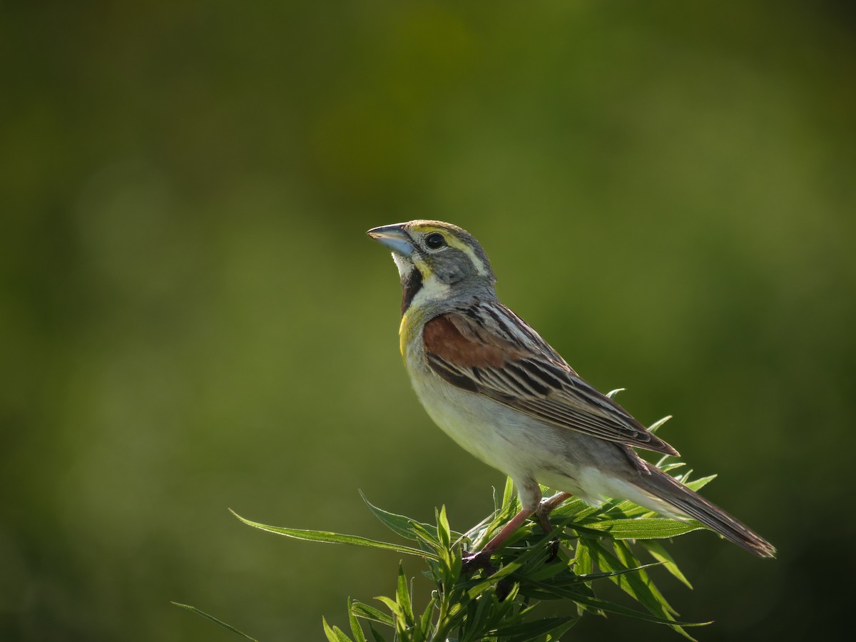Dickcissel - ML639179615