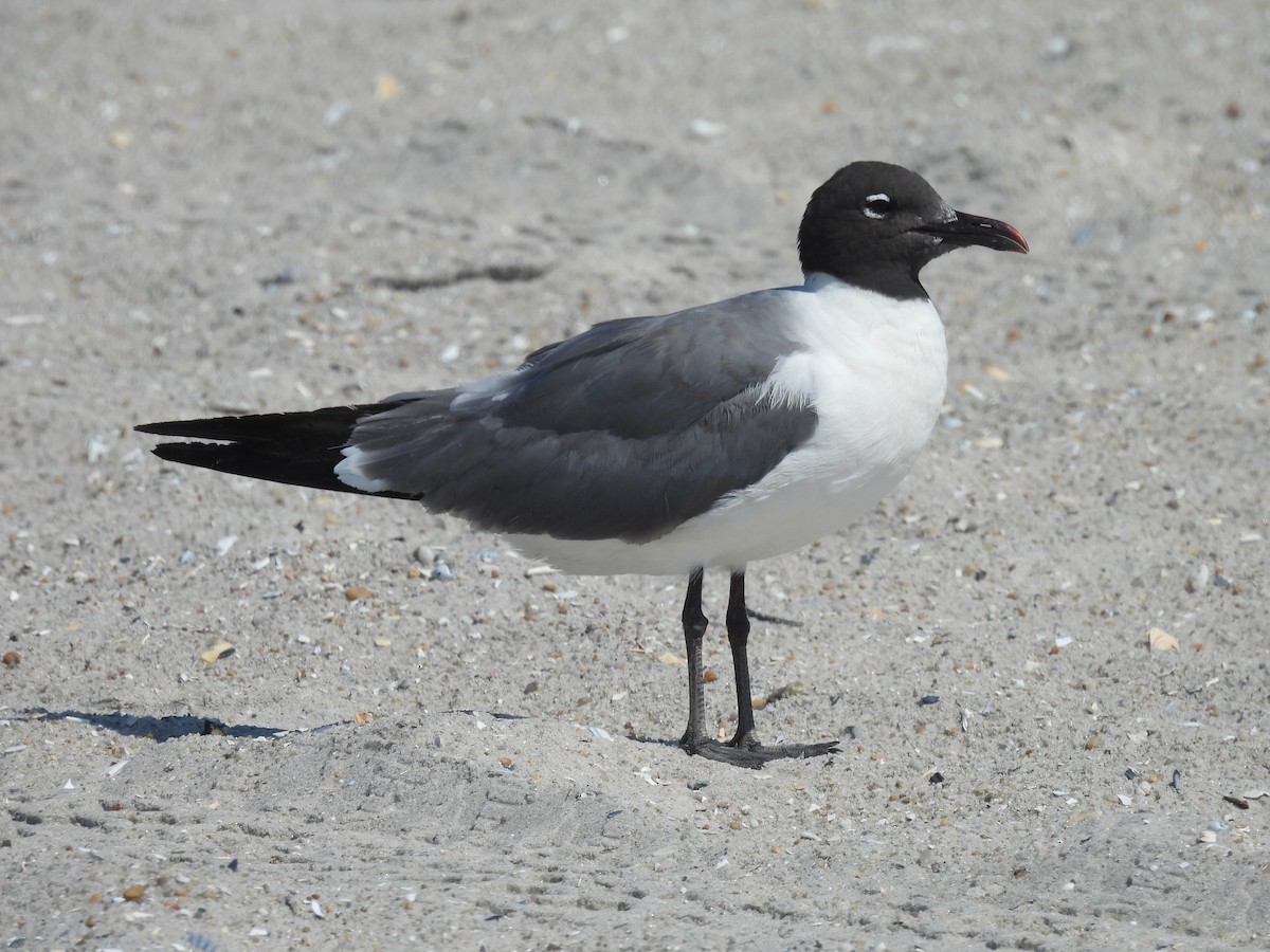 Laughing Gull - ML639179624