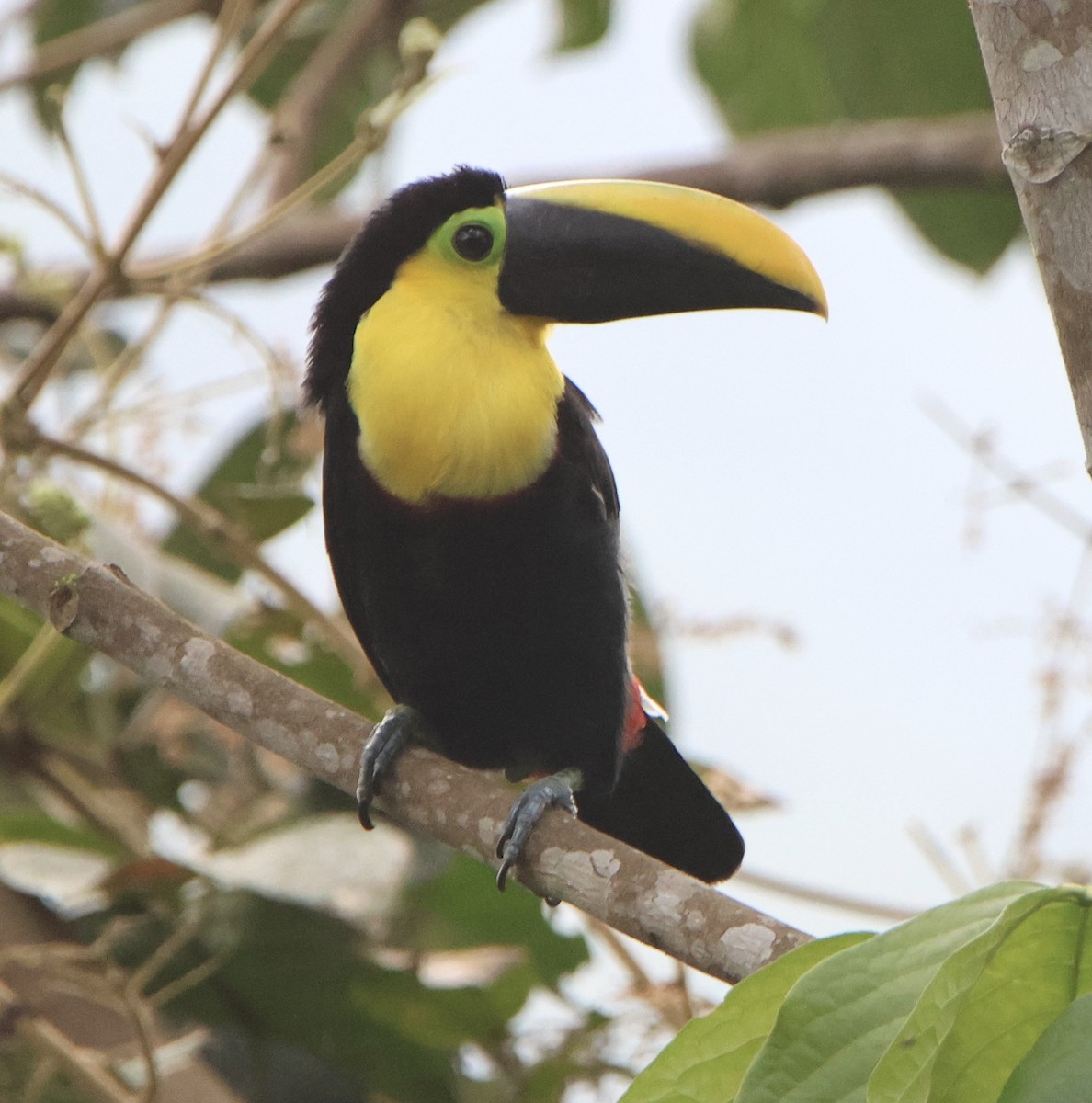 ML639179643 - Choco Toucan - Macaulay Library