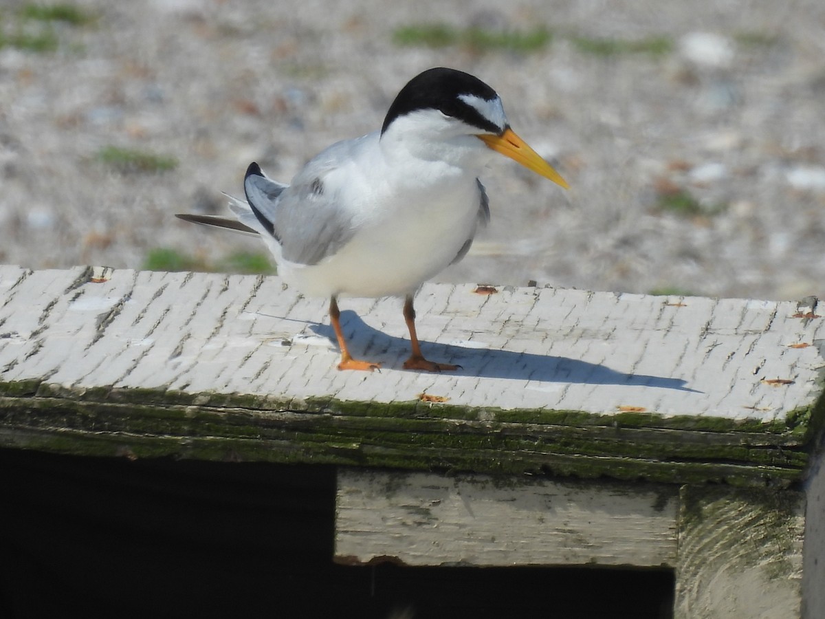 Least Tern - ML639179644