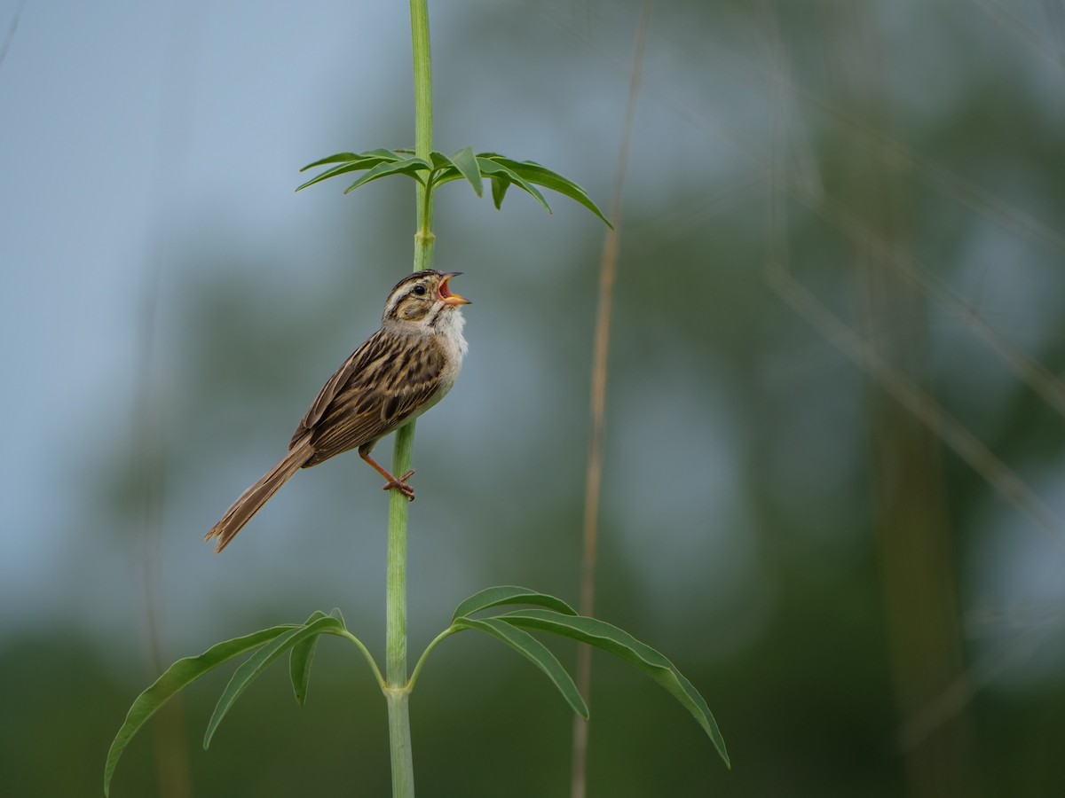 Clay-colored Sparrow - ML639179656