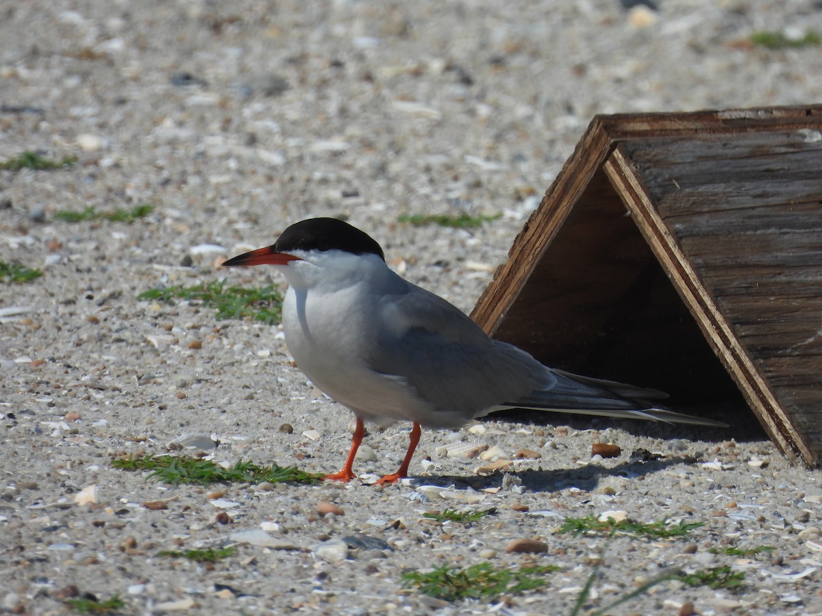 Common Tern - ML639179662