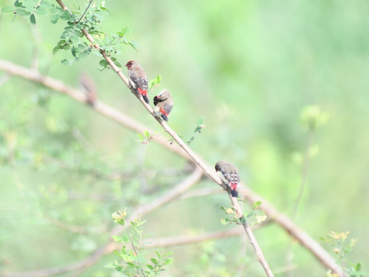 Red Avadavat - ML639179669
