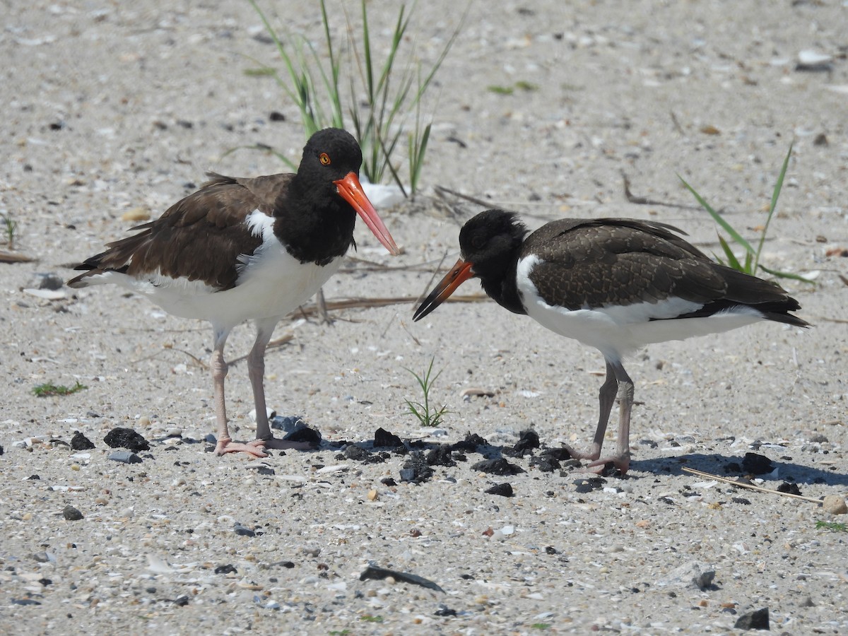American Oystercatcher - ML639179674