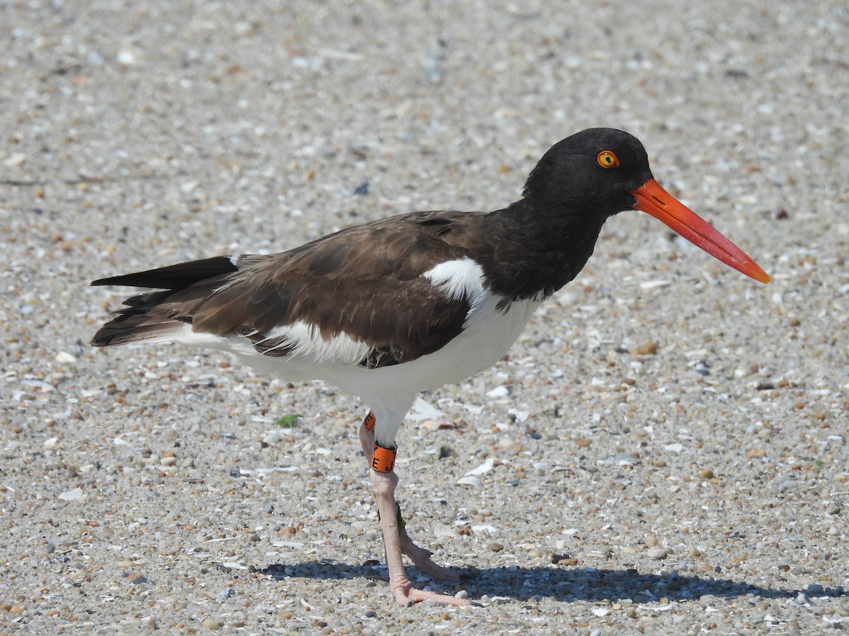 American Oystercatcher - ML639179693