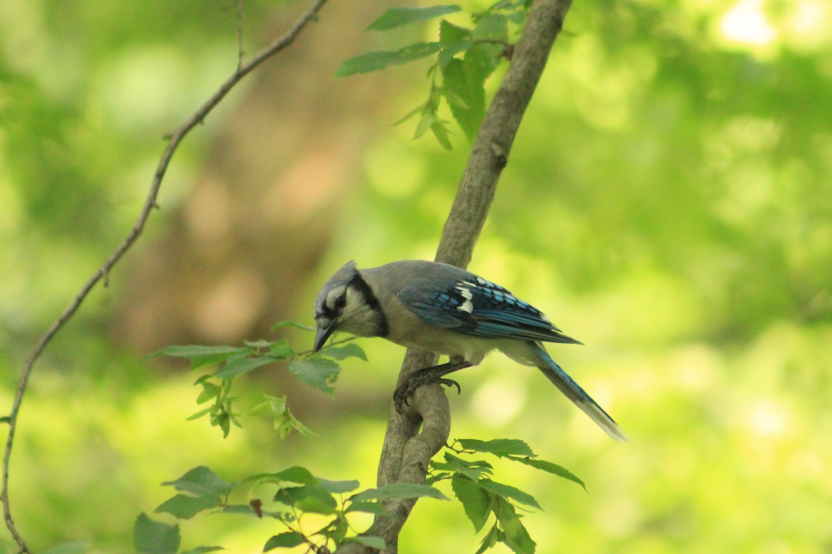 Blue Jay - ML639179696