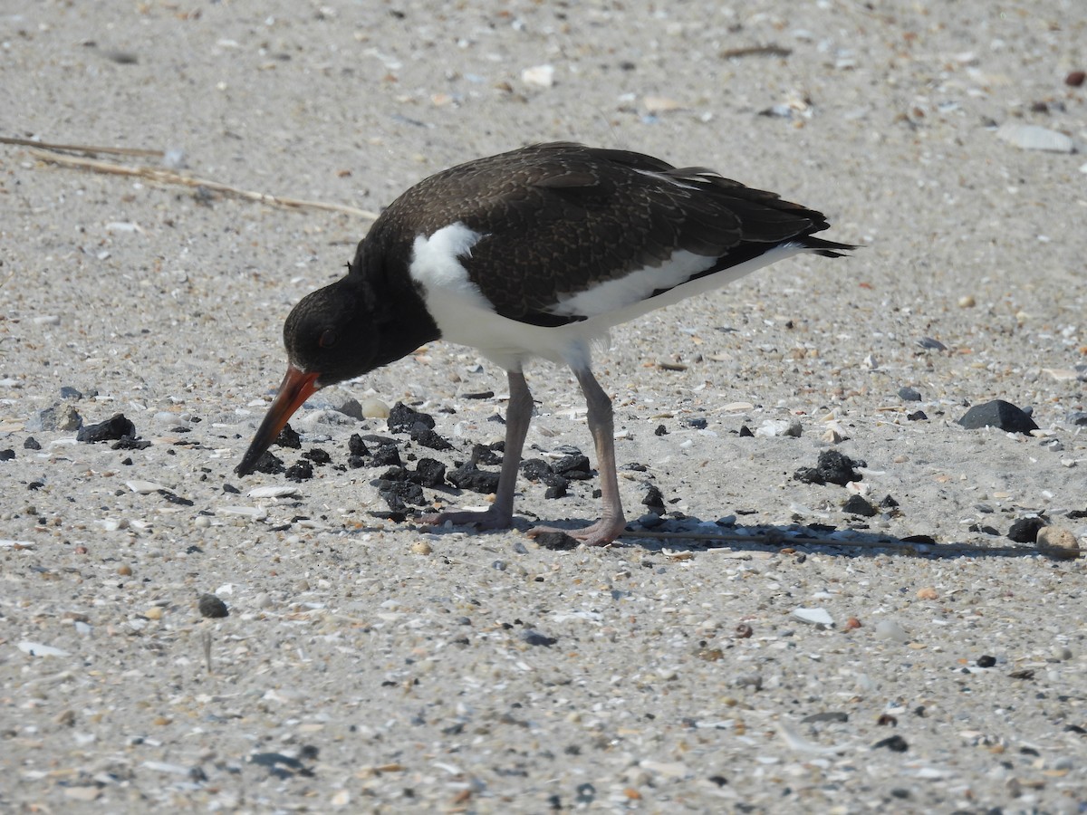 American Oystercatcher - ML639179710