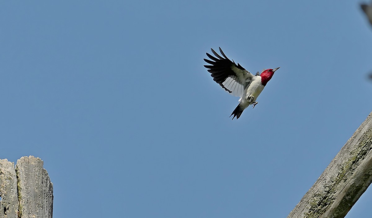 Red-headed Woodpecker - ML639179726
