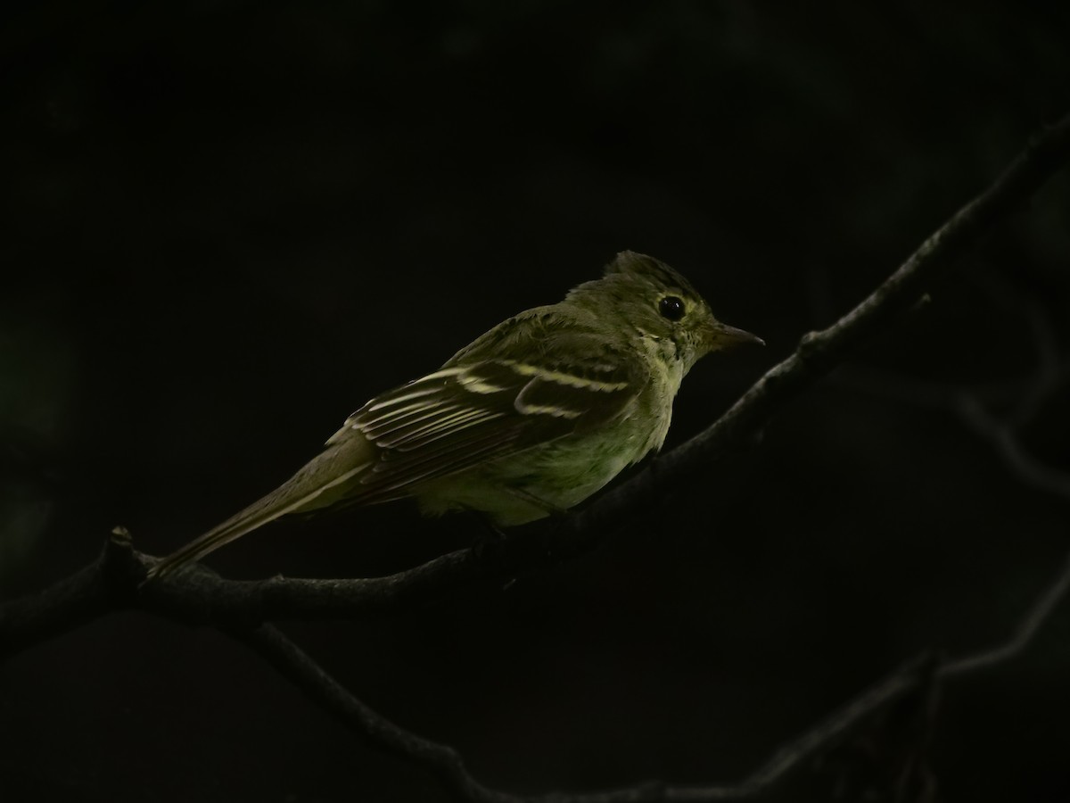 Acadian Flycatcher - ML639179742