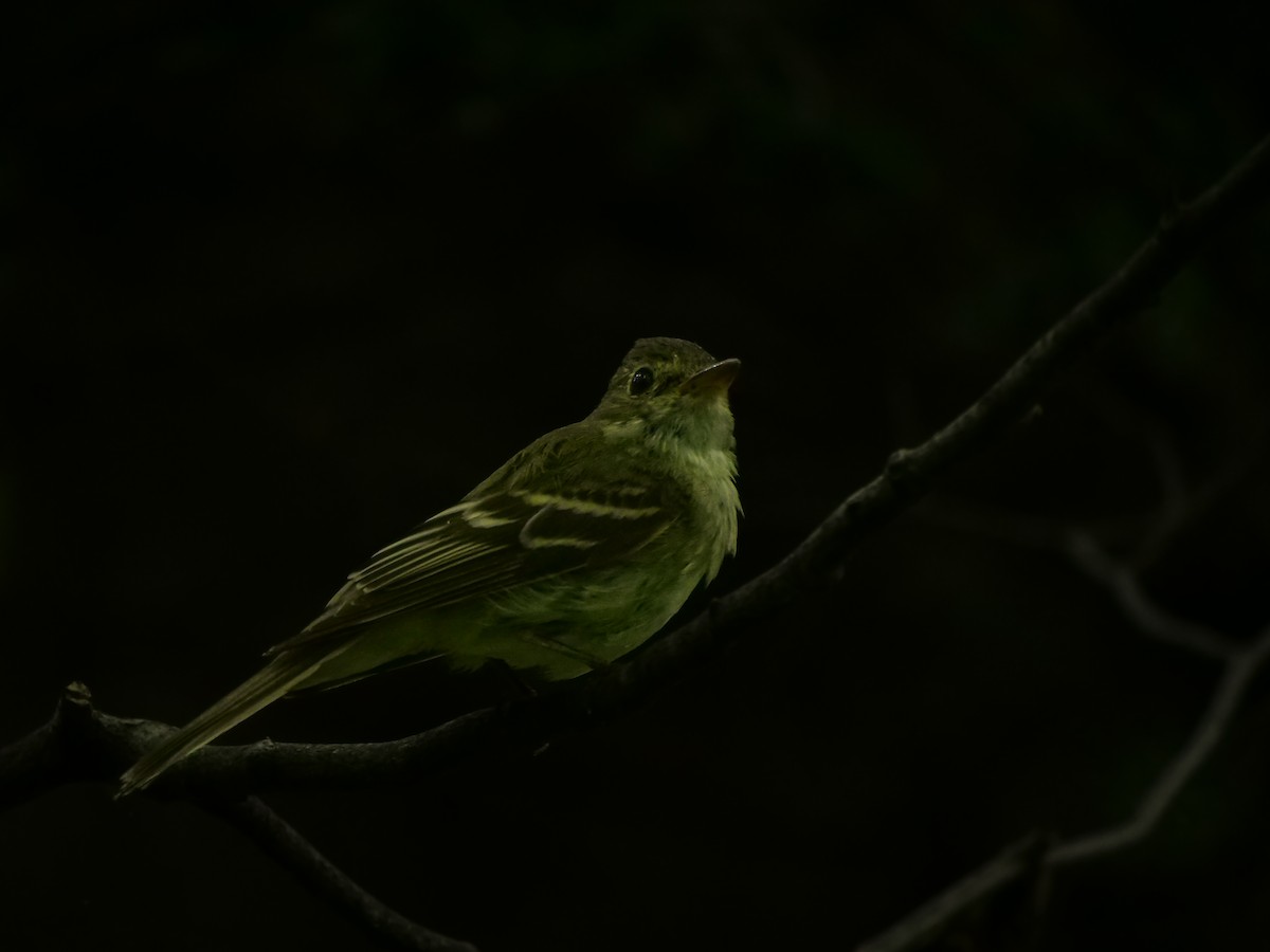 Acadian Flycatcher - ML639179743