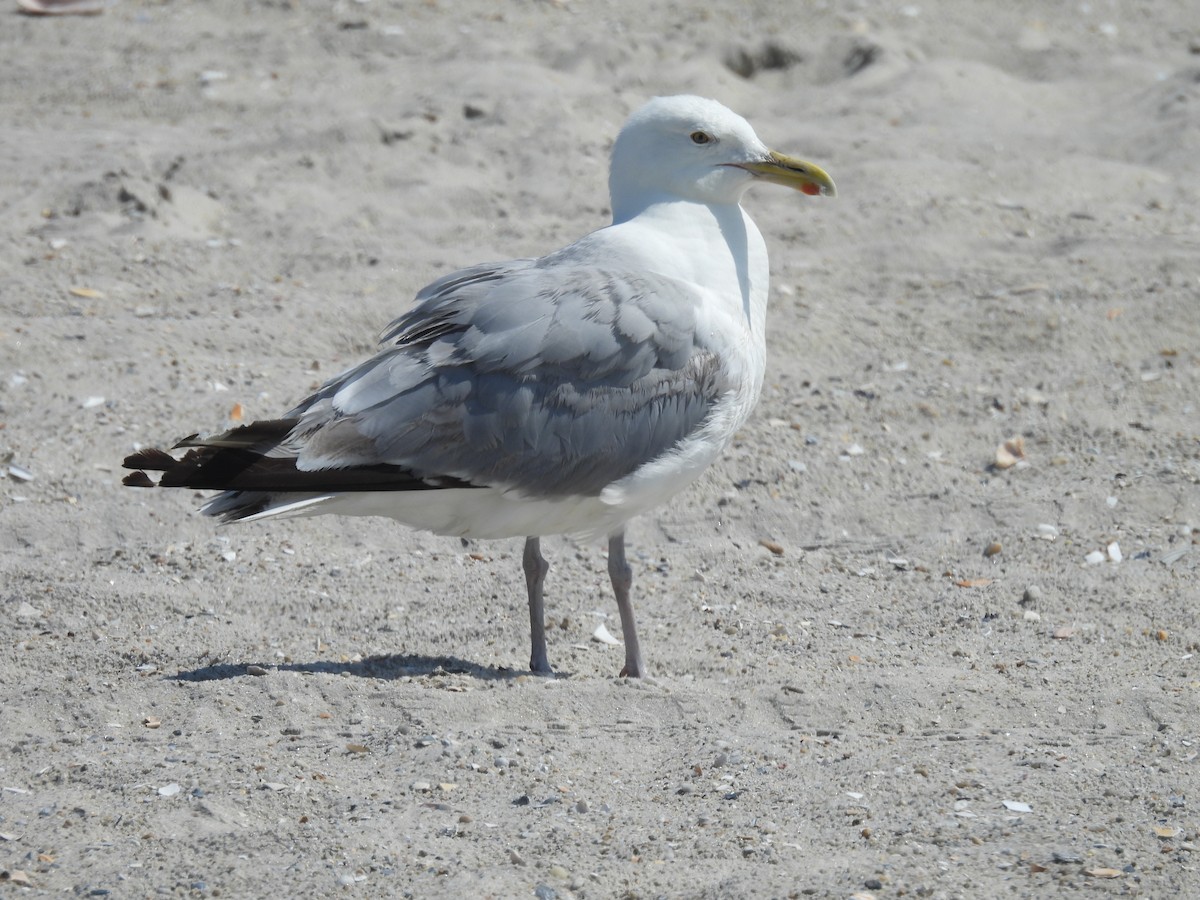 American Herring Gull - ML639179763