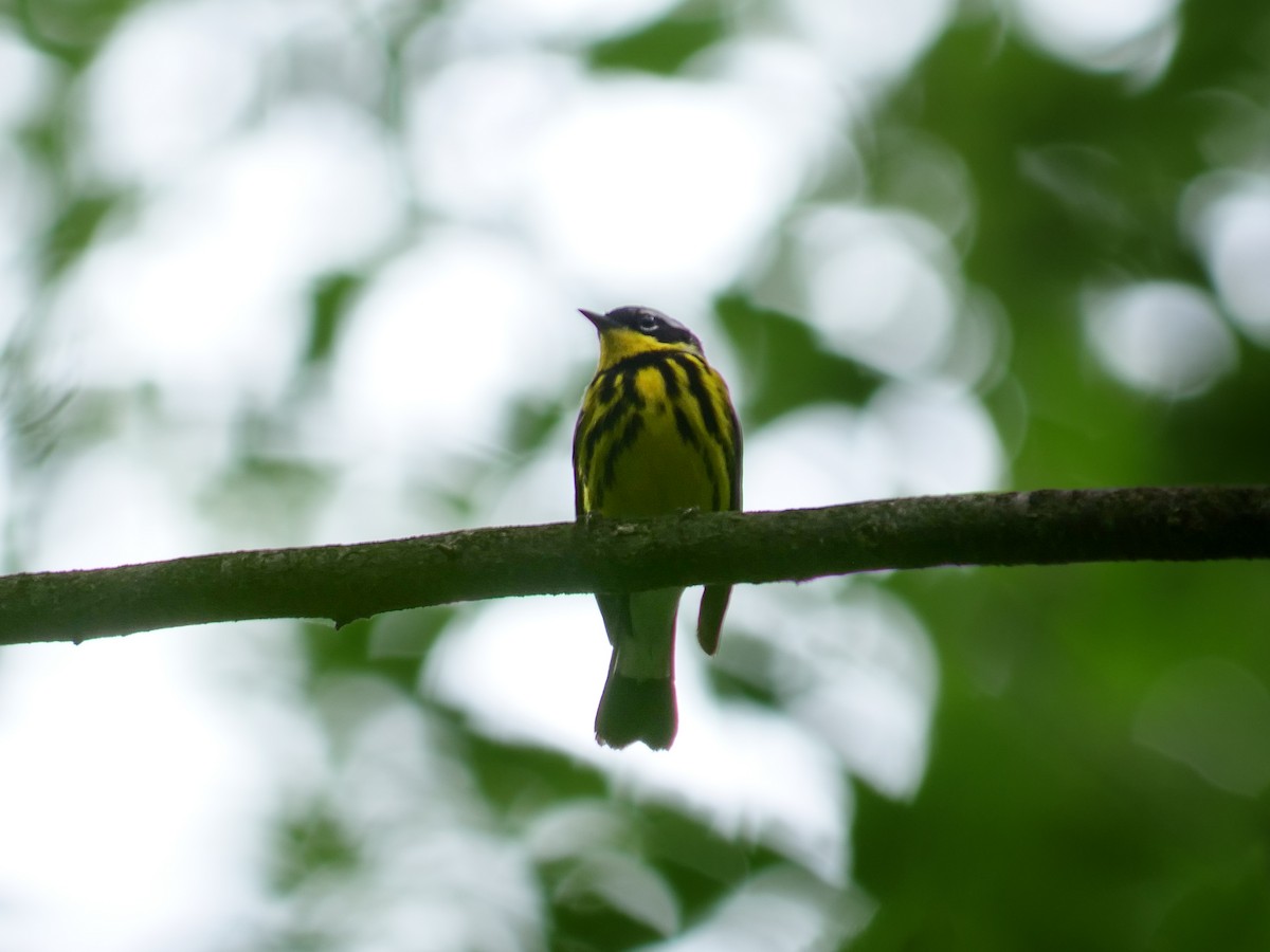 Magnolia Warbler - ML639179769