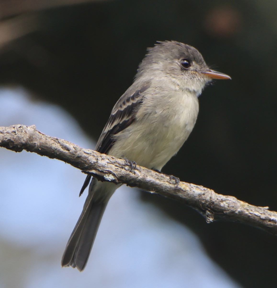 Tumbes Pewee - ML639179933