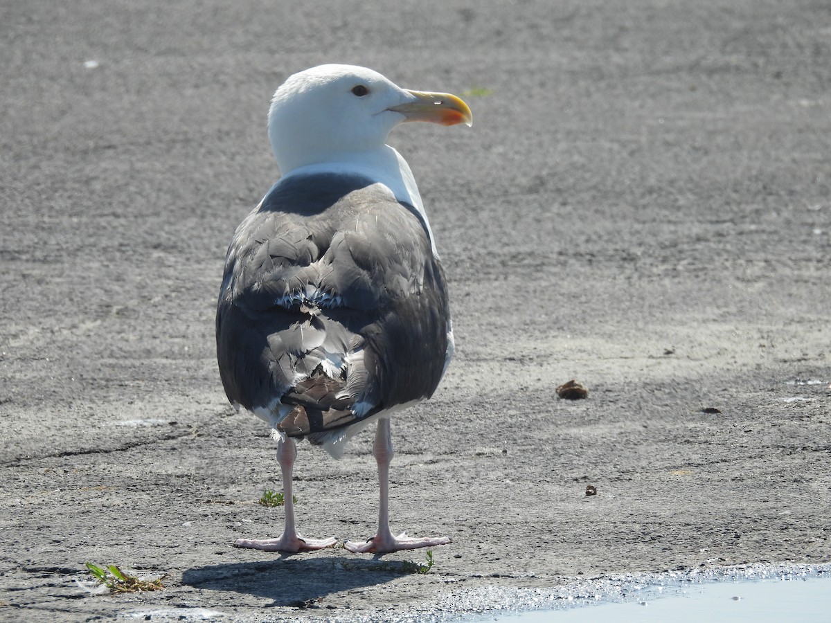 Great Black-backed Gull - ML639179955