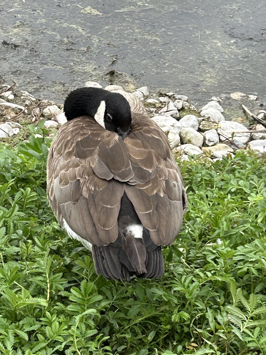 Canada Goose - ML639180026