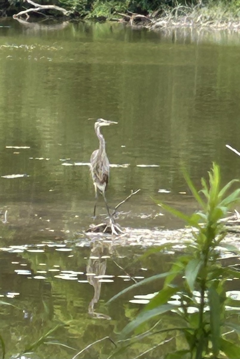 Great Blue Heron - ML639180046