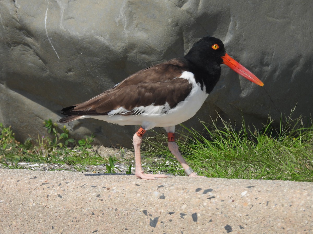 American Oystercatcher - ML639180060