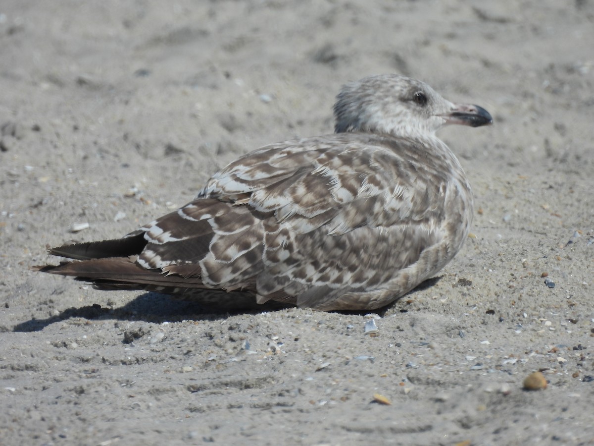 American Herring Gull - ML639180127