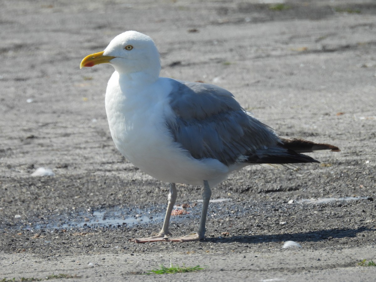 American Herring Gull - ML639180140