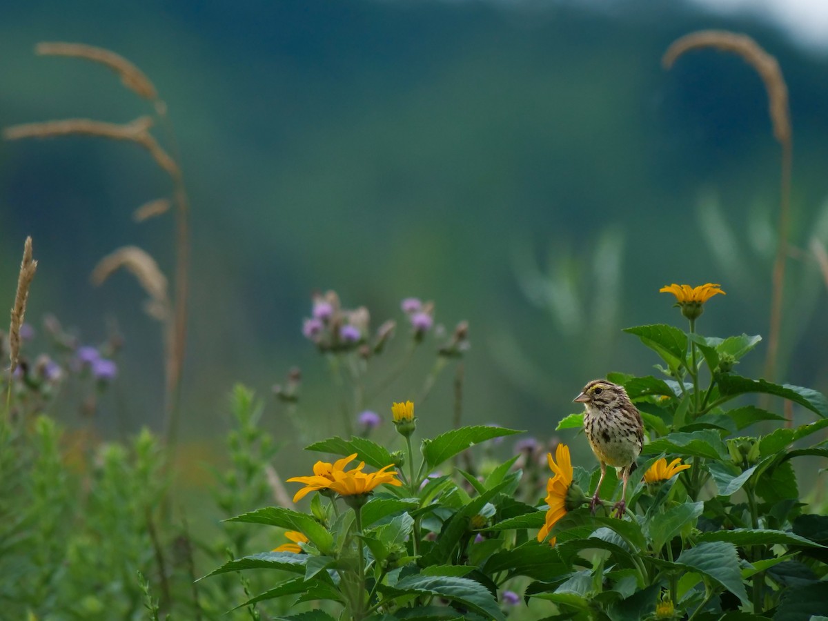 Savannah Sparrow - ML639180142