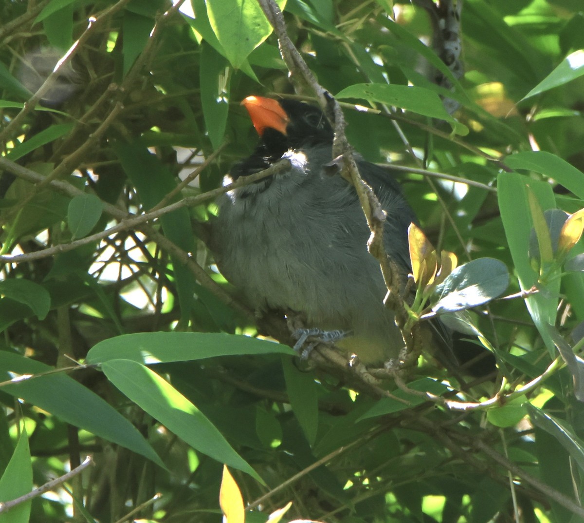 Black-cowled Saltator - ML639180189