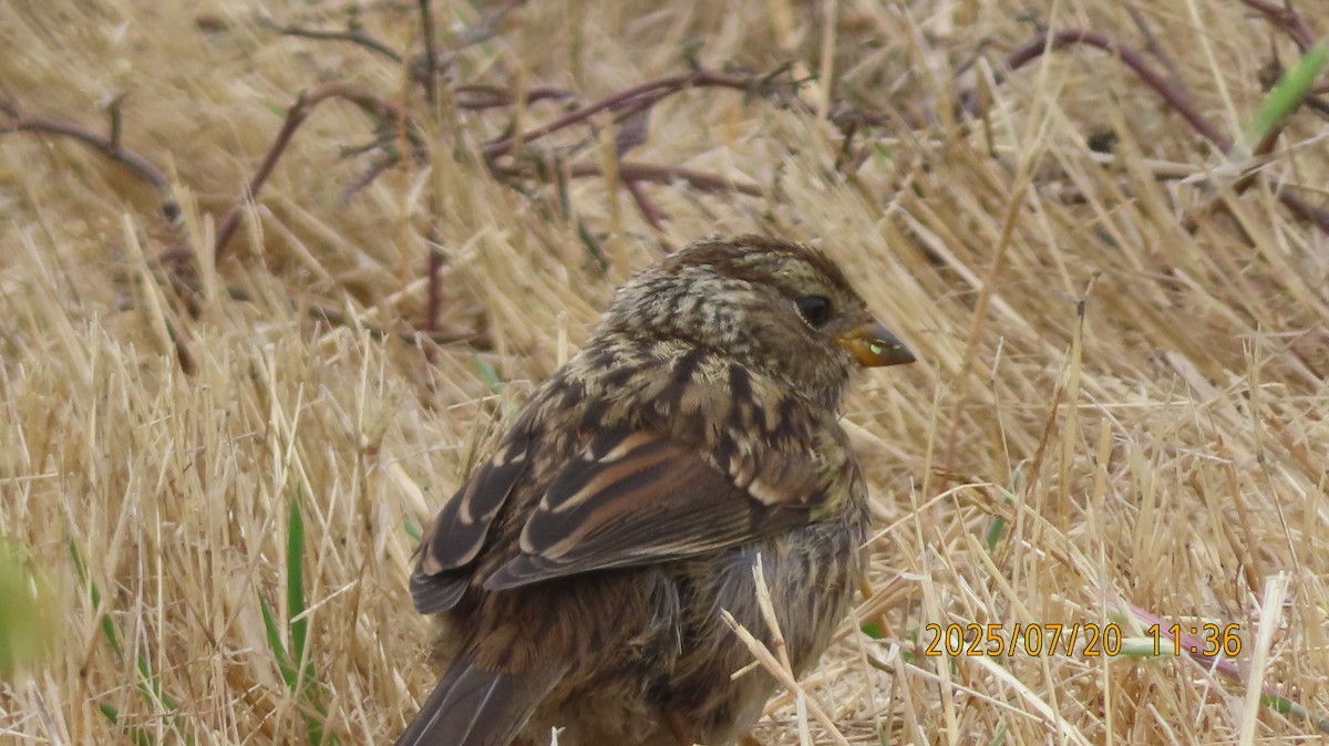 White-crowned Sparrow (nuttalli) - ML639180339