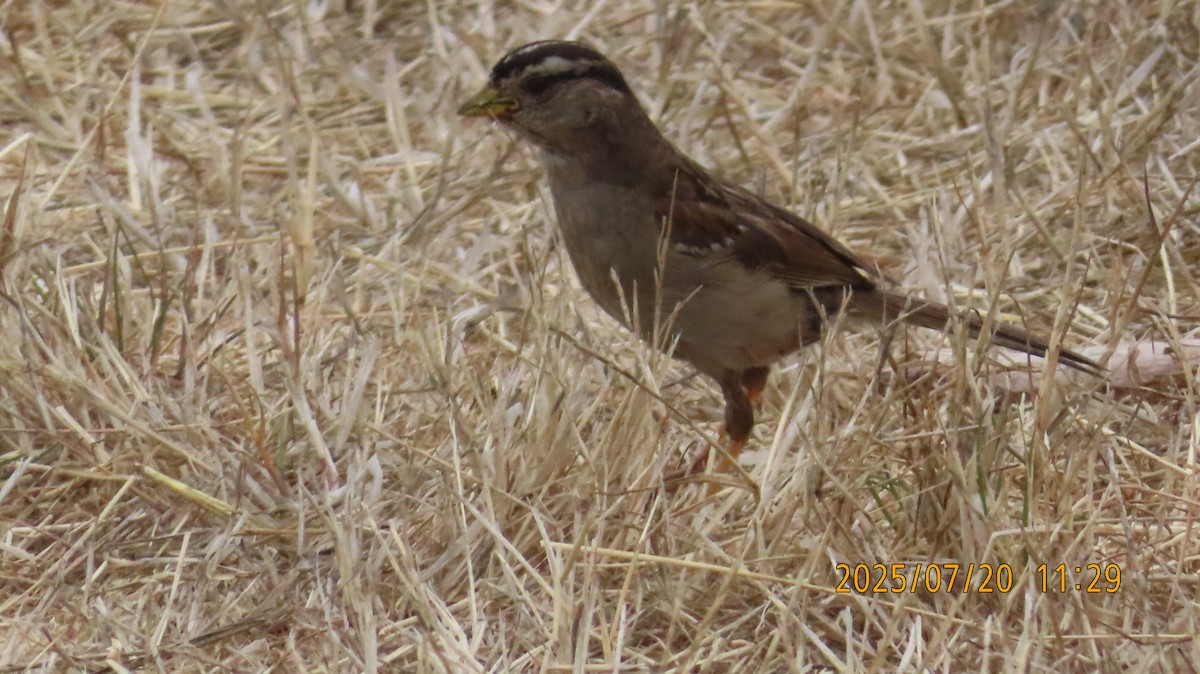 White-crowned Sparrow (nuttalli) - ML639180340