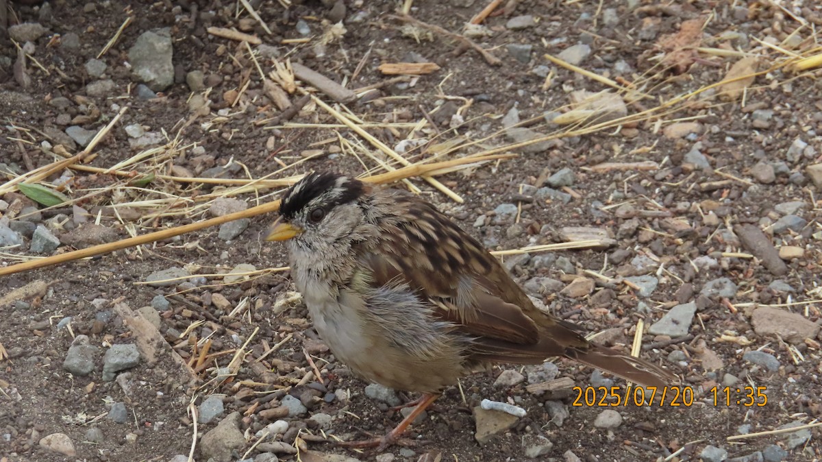 White-crowned Sparrow (nuttalli) - ML639180341