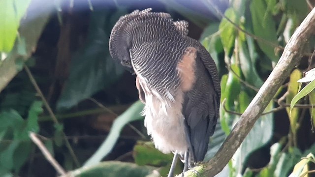 Fasciated Tiger-Heron - ML639180444