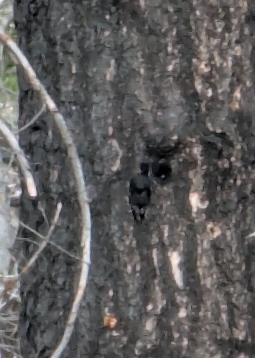 Black-backed Woodpecker - ML639180481