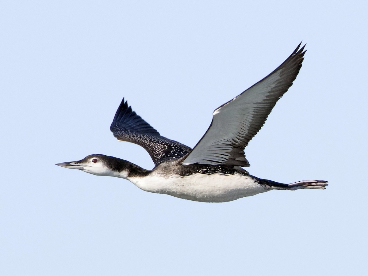 Nonbreeding adult/immature