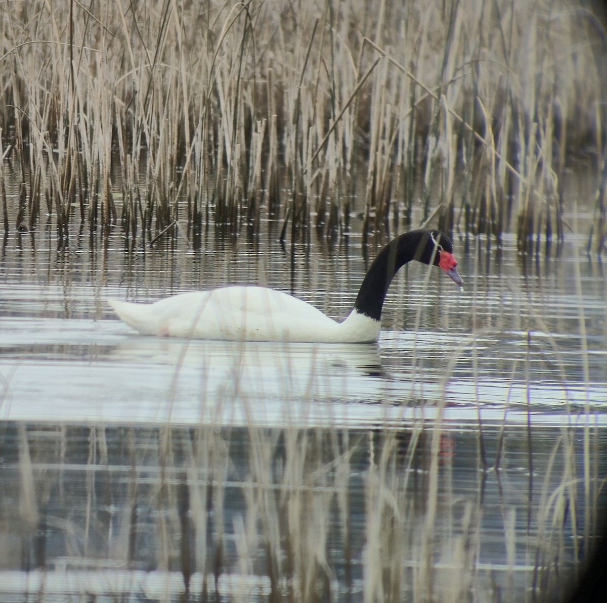 Black-necked Swan - ML639180610