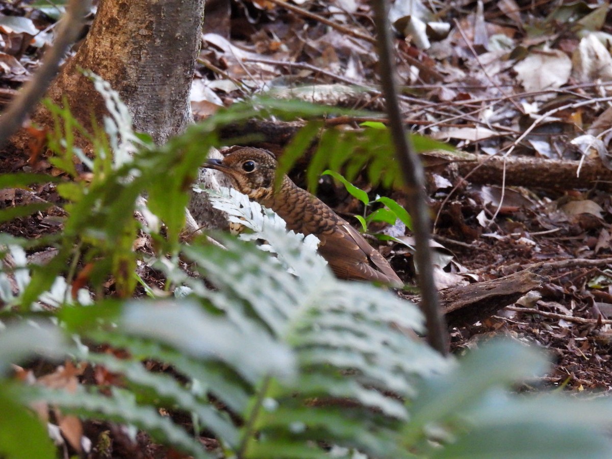 ruststjerttrost - ML639180645